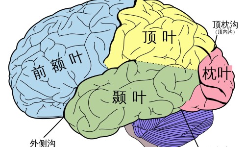胰头癌食谱推荐-胰头癌病人能吃什么网 - 胰头癌忌口,胰头癌忌口